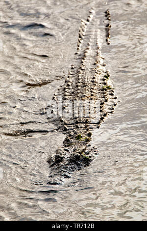 Nilkrokodil (Crocodylus niloticus), Schwimmen, Südafrika, Krüger National Park Stockfoto