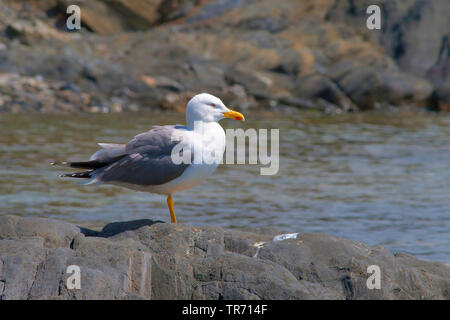 Yellow-legged Gull (Larus michahellis, Larus cachinnans michahellis), hocken auf einem Felsen, Spanien, an der Costa Daurada Katalonia Stockfoto