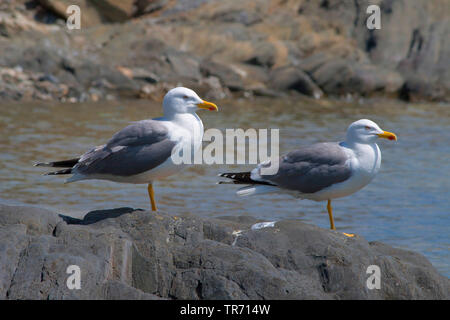 Yellow-legged Gull (Larus michahellis, Larus cachinnans michahellis), zwei gelb-legged Möwen hocken auf einem Felsen, Spanien, an der Costa Daurada Katalonia Stockfoto