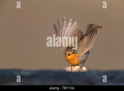 Europäische Robin (Erithacus Rubecula), Starten, Spanien, Extremadura Stockfoto