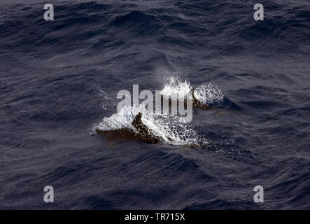 Grob gezahnte Dolphin, slopehead, Steno, raue Tümmler, grob gezahnten Tümmler, schwarz Tümmler (Steno bredanensis, Delphinus bredanensis), Saint Helena Stockfoto