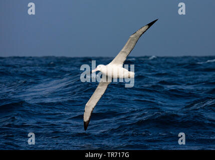 Wandering Albatros (Diomedea exulans), über das Meer fliegen, Suedgeorgien Stockfoto