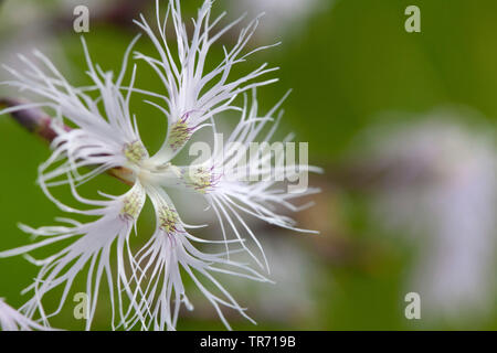 herrliche Rosa (Dianthus Superbus), Blumen, Deutschland, Bayern Stockfoto