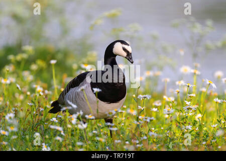 Nonnengans (Branta leucopsis), auf einer Blumenwiese, Deutschland Stockfoto