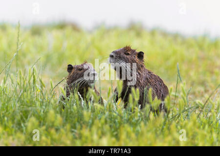 Nutrias, Nutria (Myocastor nutria), zwei nutrias sitzen zusammen auf Gras, Deutschland Stockfoto