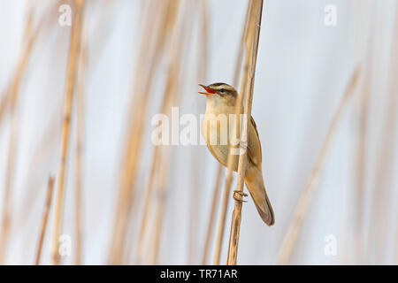 Schilfrohrsänger (Acrocephalus schoenobaenus), am Schilf, Singen sitzen, Österreich Stockfoto