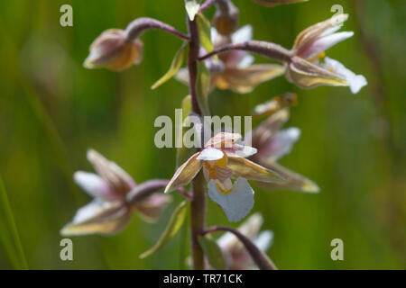 Marsh (helleborine Epipactis palustris), Blumen, Deutschland, Bayern Stockfoto