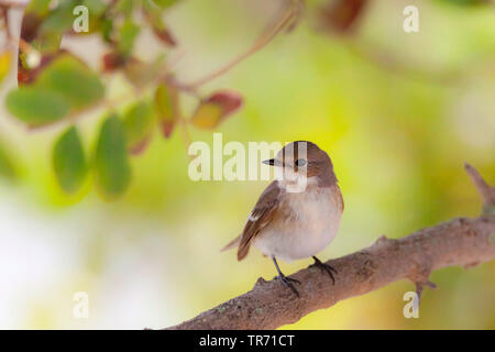 Pied schopftyrann (Ficedula 'So Sweet), Weibliche hocken auf einem Zweig, Spanien, Katalonia Stockfoto