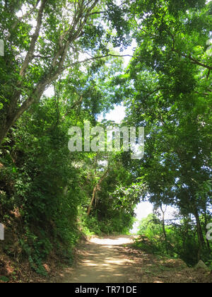 Tropische Wald am Minca, Sierra Nevada de Santa Marta, Kolumbien, Dept Magdalena, Santa Marta Berge, Minca Stockfoto