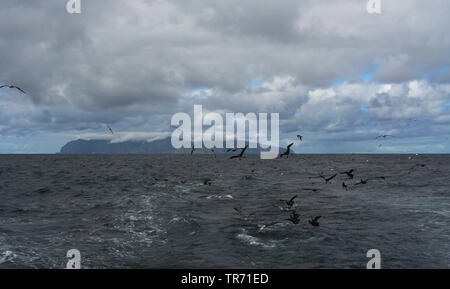 Gough Island, Suedgeorgien, Gough Insel Stockfoto