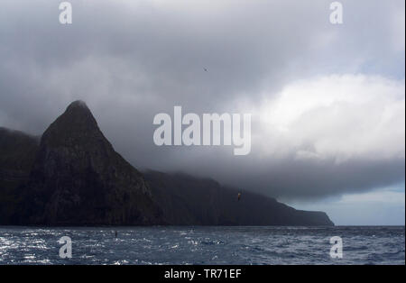 Gough Insel mit großer Sturmtaucher, Suedgeorgien Stockfoto