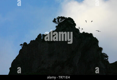 Gough Insel am Abend, Suedgeorgien, Gough Insel Stockfoto