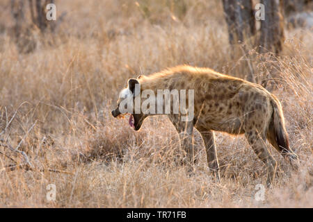 Tüpfelhyäne (Crocuta crocuta), Knurren, Südafrika, Krüger National Park Stockfoto