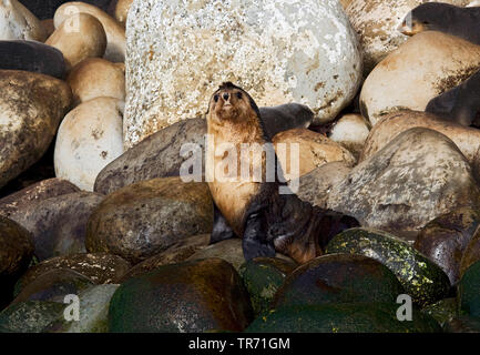 Subantarktische Fell Dichtung (Arctocephalus tropicalis), Tristan da Cunha, die Gough Stockfoto