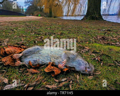 Braune Ratte, Gemeinsame braune Ratte, Norwegen Ratte, Ratte (Rattus norvegicus), toten Norwegen Ratte an der Alster, Deutschland Stockfoto