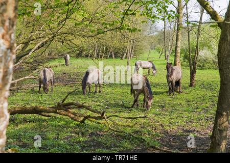 Konik Pferd (Equus przewalskii f. caballus), grasende Herde am Waldrand, Niederlande, Groningen, Ennemaborg Stockfoto