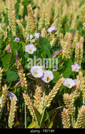 Acker-winde, Feld morgen - Herrlichkeit, kleine bindweed (Convolvulus arvensis), blühen in einem Weizenfeld, Deutschland, Bayern Stockfoto