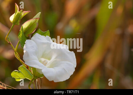 Bellbine, Hedge bindweed Hedge bindweed, false, Lady's-schlummertrunk, Rutland Schönheit, größere bindweed (Calystegia sepium, Convolvulus sepium), sprießen mit Knospen und Blüten, Deutschland, Bayern Stockfoto