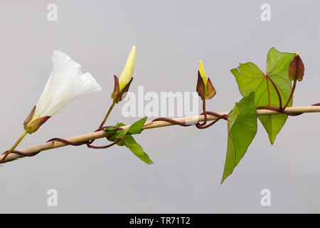 Bellbine, Hedge bindweed Hedge bindweed, false, Lady's-schlummertrunk, Rutland Schönheit, größere bindweed (Calystegia sepium, Convolvulus sepium), sprießen mit Knospen und Blüten, Deutschland, Bayern Stockfoto