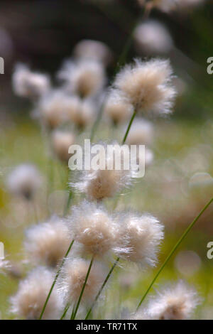 Hare-tail Wollgras, Tussock Wollgras, Eriophorum vaginatum cottonsedge (ummantelt), Fruchtkörper, Deutschland, Bayern Stockfoto