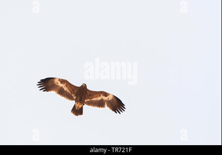 Steppe Eagle (Aquila nipalensis, Aquila rapax nipalensis), während der Frühling Migration über Berge von Eilat, Israel Stockfoto