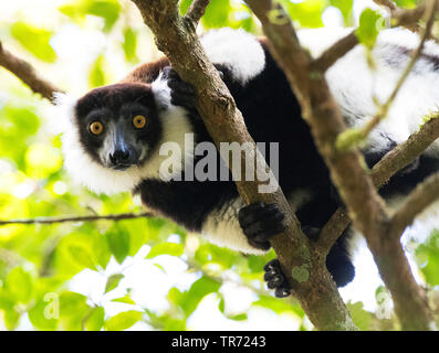 Bunte, Lemur vari (Varecia variegata), Madagaskar, perinet Np Stockfoto