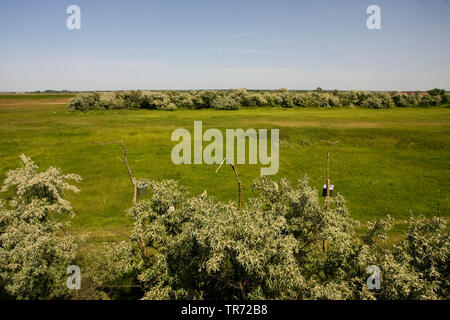 Falcon Nistkasten bei Hortobagy, Ungarn, Hortobagy Stockfoto