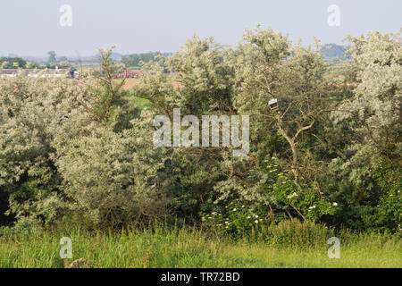 Falcon Nistkasten bei Hortobagy, Ungarn, Hortobagy Stockfoto