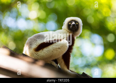 Coquerel der Sifaka (Propithecus coquereli), Madagaskar, Ankarafantsika Nationalpark, Ampijoroa Wald Station Stockfoto