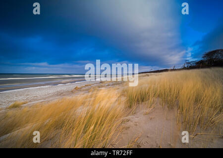 Strand Gras, Gras, Gräser, marram psamma, Sea Sand - Reed (Ammophila arenaria), Blatic Meer mit Strand Gras im Wind, Deutschland, Mecklenburg-Vorpommern, Darss, Prerow Stockfoto