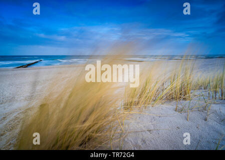 Strand Gras, Gras, Gräser, marram psamma, Sea Sand - Reed (Ammophila arenaria), Blatic Meer mit Strand Gras im Wind, Deutschland, Mecklenburg-Vorpommern, Darss, Prerow Stockfoto