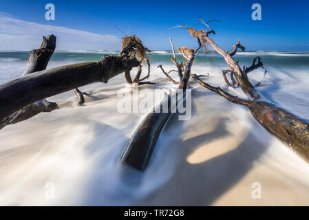 Umgestürzte Bäume in die Brandung der Ostsee, Deutschland, Mecklenburg-Vorpommern, Weststrand am Darss, Prerow Stockfoto