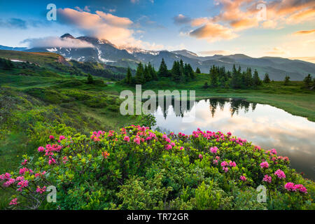 Blick über Chalberboden zu Schwarzhorn, Schweiz, Berner Alpen Stockfoto