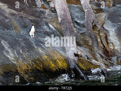 Victoria penguin (Eudyptes pachyrhynchus), stehend auf einem felsigen Ufer im Milford Sound, Neuseeland, Südinsel, Milford Sound Stockfoto