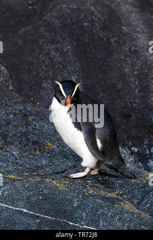 Victoria penguin (Eudyptes pachyrhynchus), stehend auf einem felsigen Ufer im Milford Sound, Neuseeland, Südinsel, Milford Sound Stockfoto