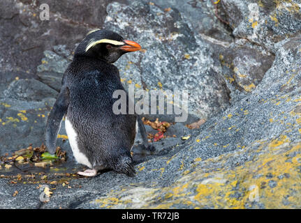 Victoria penguin (Eudyptes pachyrhynchus), stehend auf einem felsigen Ufer im Milford Sound, Neuseeland, Südinsel, Milford Sound Stockfoto