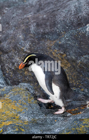 Victoria penguin (Eudyptes pachyrhynchus), stehend auf einem felsigen Ufer im Milford Sound, Neuseeland, Südinsel, Milford Sound Stockfoto