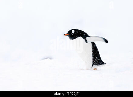 Gentoo Pinguin (Pygoscelis papua), zu Fuß durch den Schnee in der Antarktis, Antarktis Stockfoto