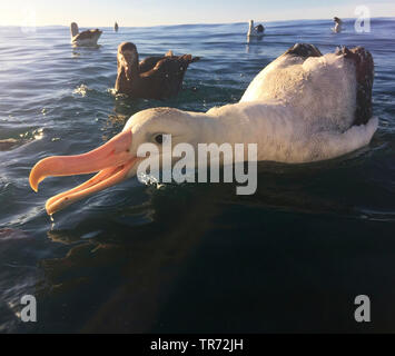 Gibson's Albatross (Diomedea gibsoni), Schwimmen, Neuseeland, Keikoura Stockfoto