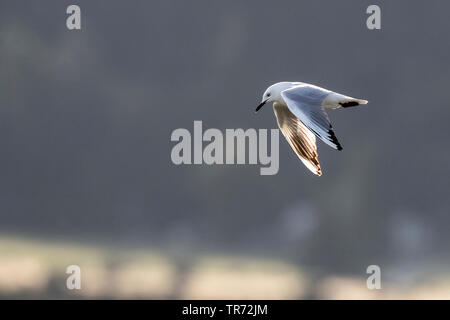 Buller Gulls (Larus bulleri, Chroicocephalus bulleri), Fliegende, Neuseeland, Südinsel, Glentanner Bereich Stockfoto