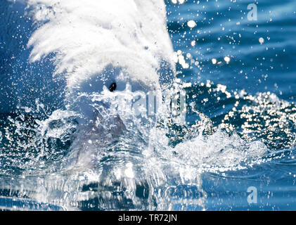 Gibson's Albatross (Diomedea gibsoni), Plantschen im Wasser, Neuseeland, Keikoura Stockfoto