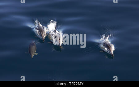 Gemeinsame dolphin, short-beaked Common dolphin, saddleback (ed), Delphin, Crisscross Delfin (Delphinus delphis), Schwimmen Gruppe, Spanien, Golf van Biskaje Stockfoto