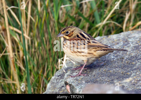 Grau - hooded Bunting (Emberiza fucata), selten Migrant, Vereinigtes Königreich, Schottland, Shetland Inseln, Fair Isle Stockfoto