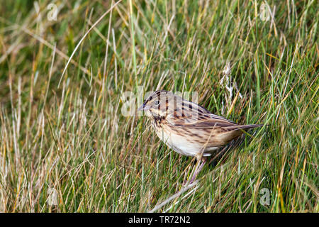 Grau - hooded Bunting (Emberiza fucata), selten Migrant, Vereinigtes Königreich, Schottland, Shetland Inseln, Fair Isle Stockfoto