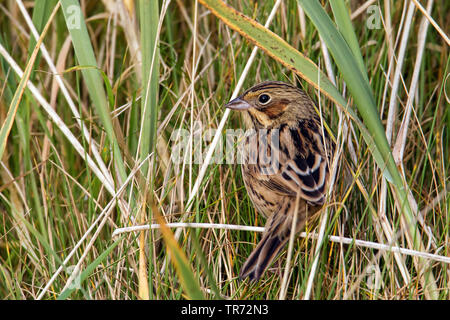 Grau - hooded Bunting (Emberiza fucata), selten Migrant, Vereinigtes Königreich, Schottland, Shetland Inseln, Fair Isle Stockfoto