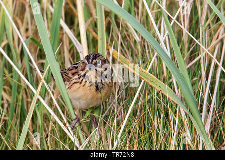 Grau - hooded Bunting (Emberiza fucata), selten Migrant, Vereinigtes Königreich, Schottland, Shetland Inseln, Fair Isle Stockfoto