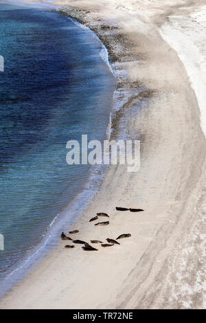 Harbour seal, Seehund (Phoca vitulina), in der Gruppe am Strand liegen, Luftaufnahme, Vereinigtes Königreich, Schottland, Shetland Inseln Stockfoto