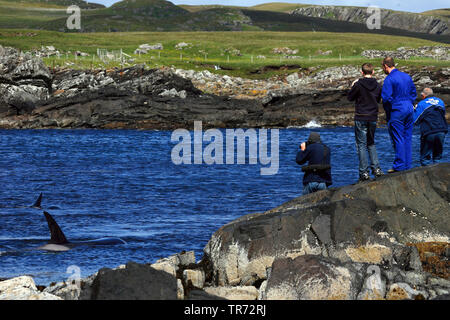 Orca, großer Schwertwal, grampus (Orcinus orca), person Wale beobachten von der Küste, Vereinigtes Königreich, Schottland Stockfoto
