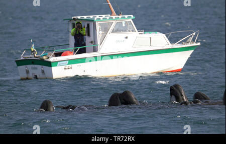 Long-finned Grindwal, pothead Wal, Wale, longfin caaing Grindwal, Atlantic Grindwal, blackfish (globicephala Melas, globicephala Melaena), Baden, Motorboot im Hintergrund, Vereinigtes Königreich Stockfoto