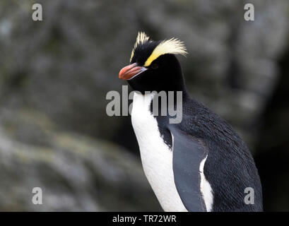 Big-Crested penguin (Eudyptes sclateri), Neuseeland, Antipodes Islands Stockfoto